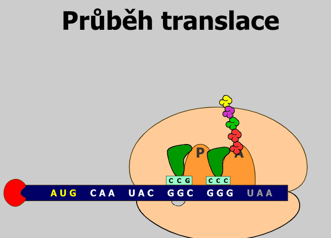 translace