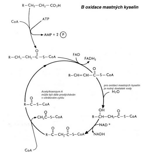 Schéma β-oxidace mastných kyselin