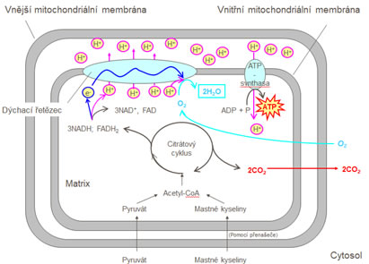 Odbourávání pyruvátu a mastné kyseliny na acetylkoenzym A a jeho následné odbourávání v citrátovém cyklu a dýchacím řetězci
