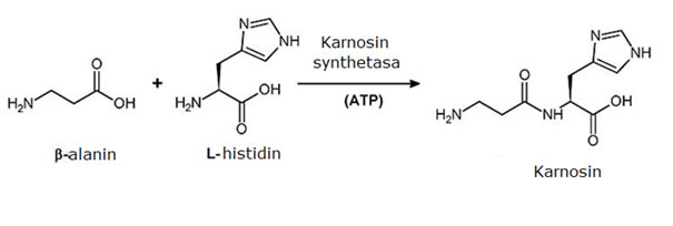 Schéma syntézy karnosinu
