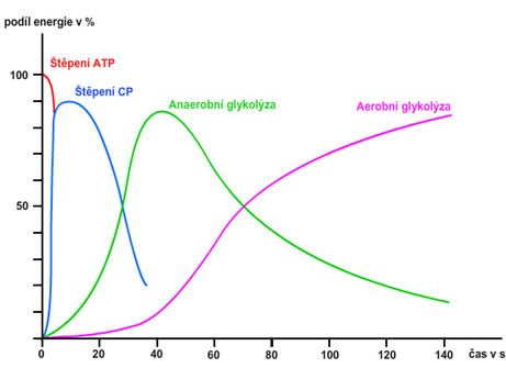 energie a délka sportovního výkonu
