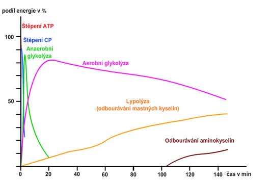 energie a délka sportovního výkonu