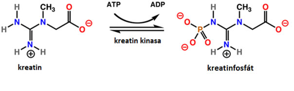 atp a kreatinfosfát