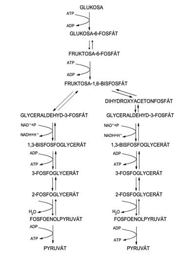 Schéma anaerobního odbourávání glykolýzy