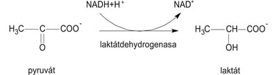 Schéma anaerobního odbourávání glykolýzy