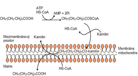 Přenos mastné kyseliny přes membránu