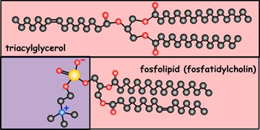 fosfolipidy