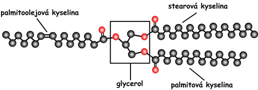 triacylglycerol