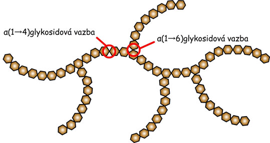 amylopektin