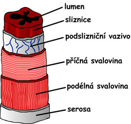 trávicí trubice, jícen