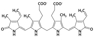 bilirubin