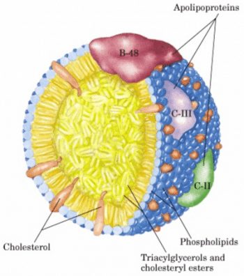 chylomikron