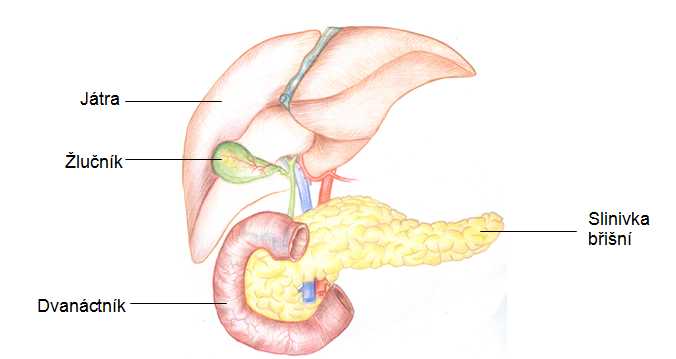Játra a slinivka břišní