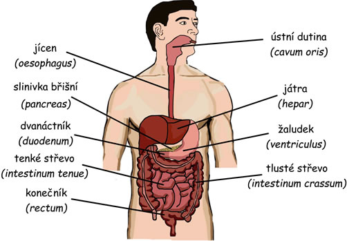 trávicí soustava, trávení