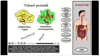 trávení