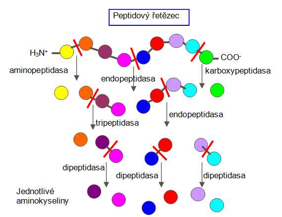 trávení bílkovin