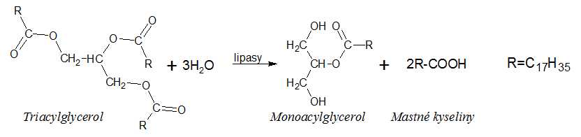 trávení triacylglycerolů