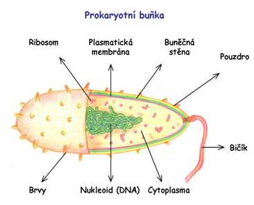 Prokaryotní buňka