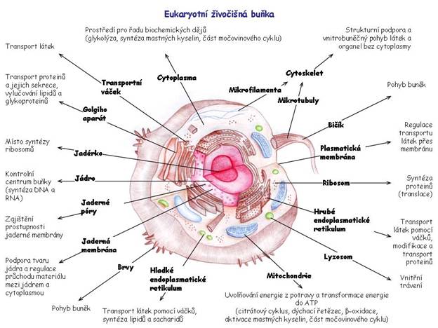 Eukaryotní buňka