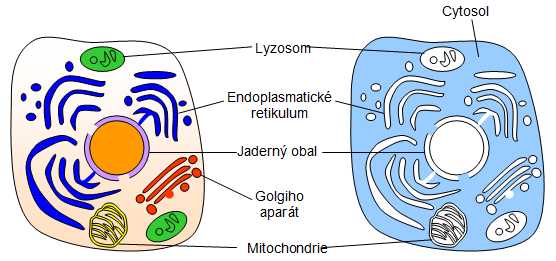 cytosol, cytozol