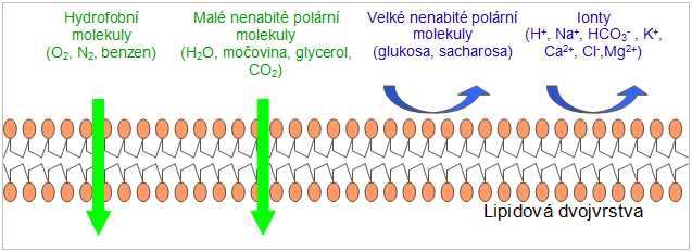 volná difuze