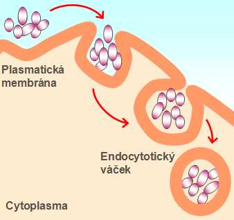 endocytoza