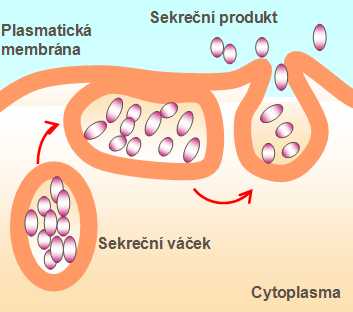 exocytoza