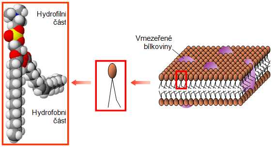 biologická membrána, fosfolipidy