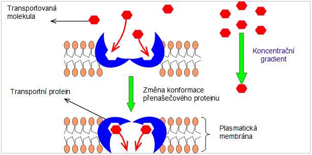 přenašečový protein