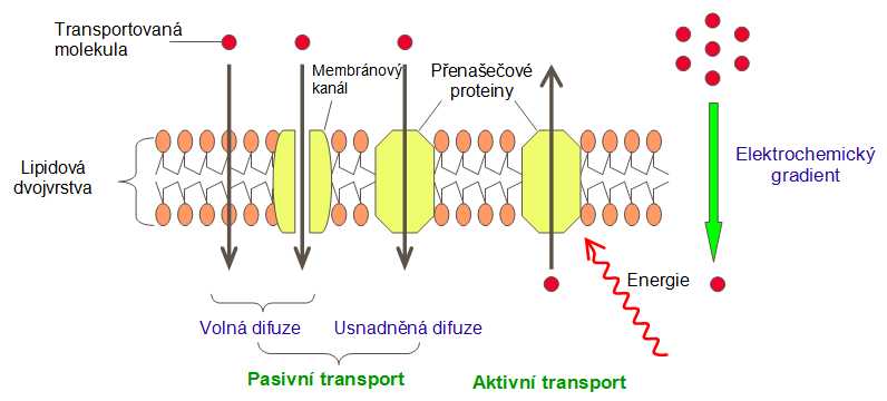 aktivní a pasivní přenos přes plazmatickou membránu