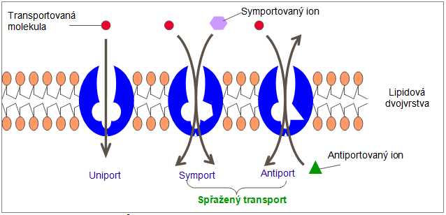 uniport, symport, antiport