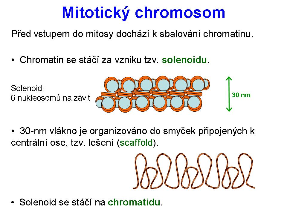 chromosom