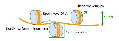 chromosom