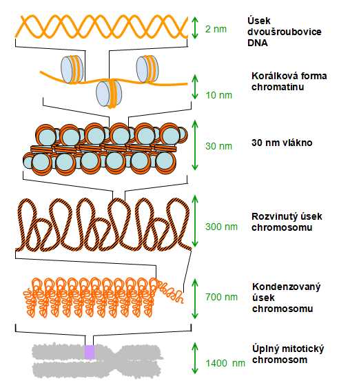 chromosom