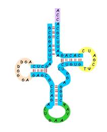 Sekundární struktura tRNA