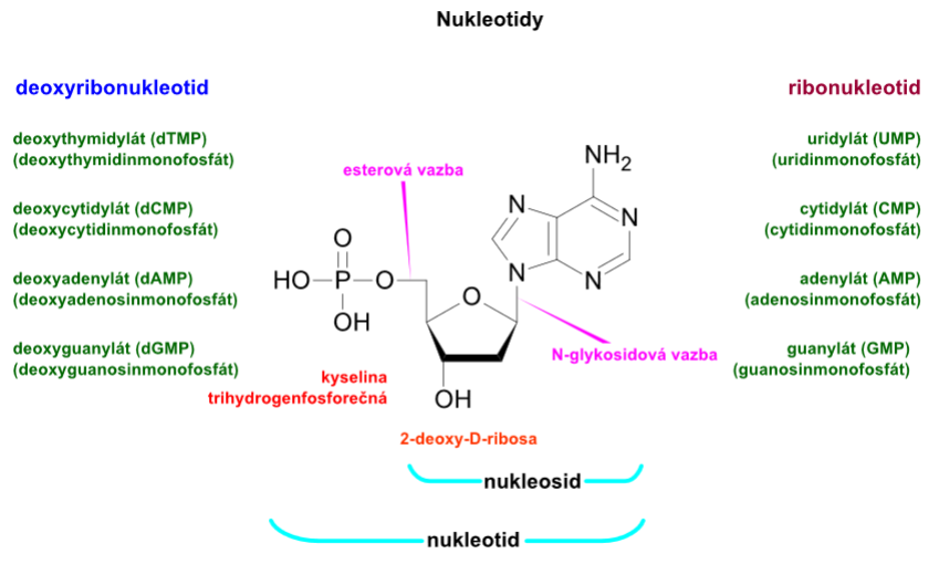 nukleosid, nukleotid