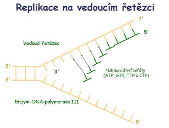 Replikace na vedoucím řetězci