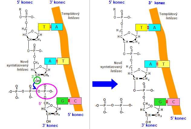 replikace, fosfodiesterová vazba