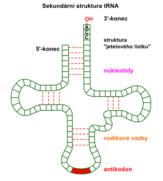 Sekundární struktura tRNA