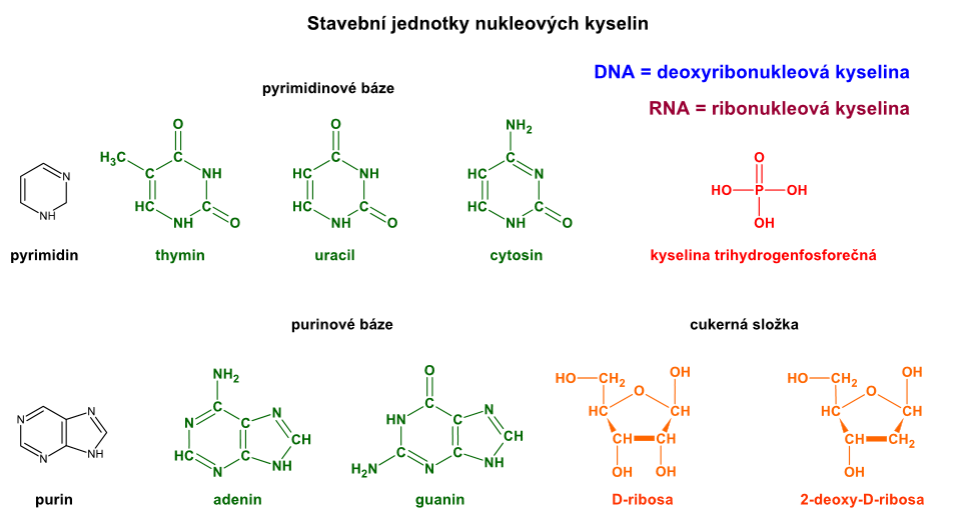 Složky nukleových kyselin