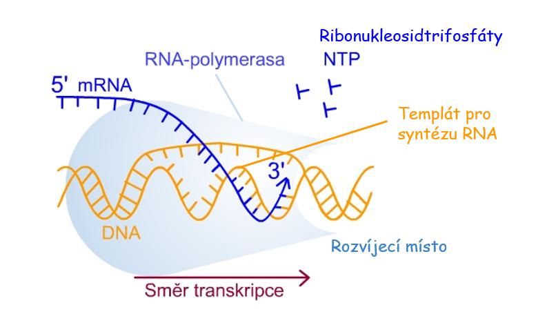 Transkripce a RNA-polymerasa