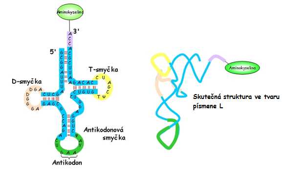 tRNA