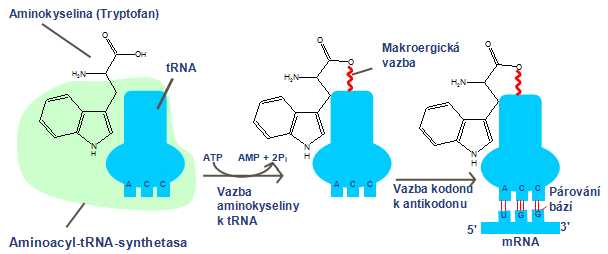 Aminoacyl-tRNA-synthetasa