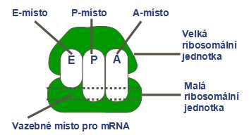 ribosom