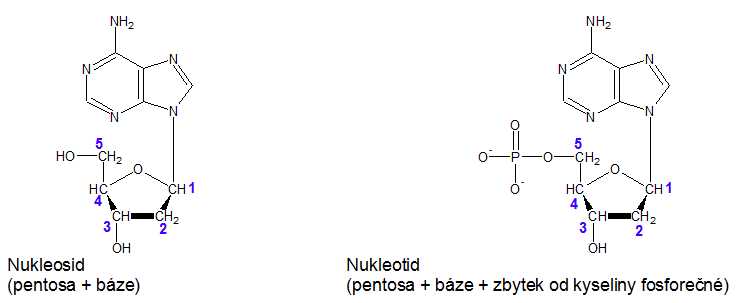 nukleosid, nukleotid