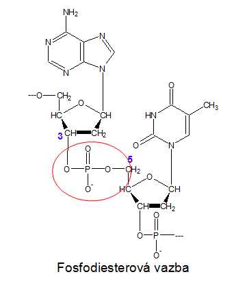 Fosfodiesterová vazba