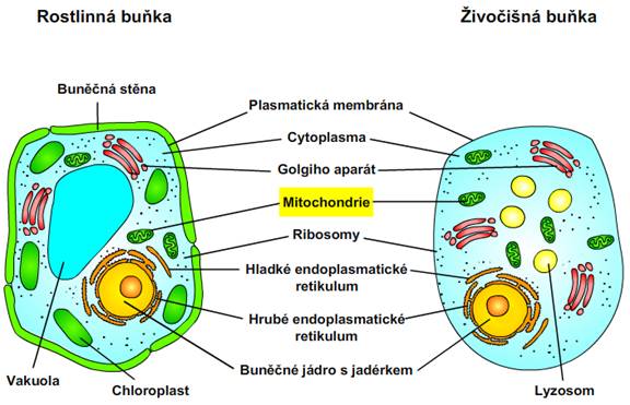 eukaryotn ibunka