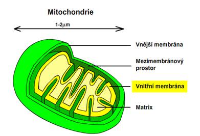 mitochondrie