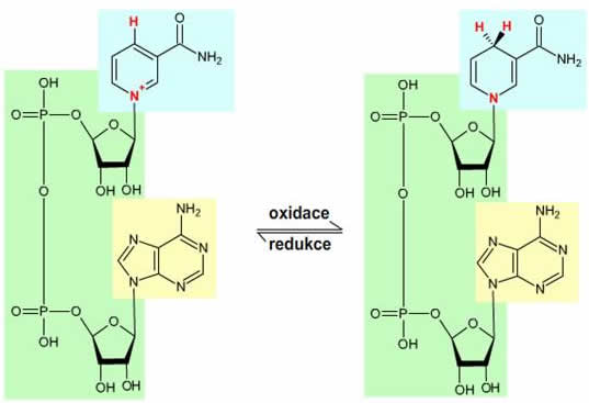 NADH Nikotinamidadenindinukleotidfosfát 
