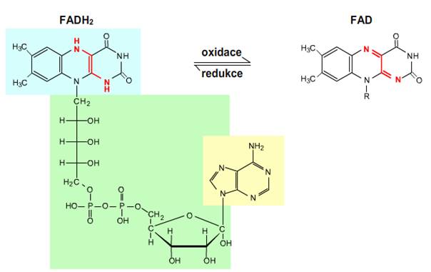 FAD Flavinadenindinukleotid